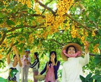 Tour Du Lịch Cần Thơ – Sóc Trăng – Bạc Liêu – Cà Mau – 5 Ngày