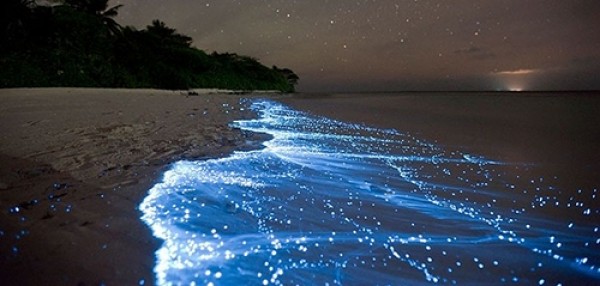 Bãi Biển Phát Sáng Vaadhoo Tại Maldives